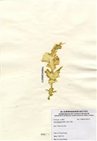 藏品(裂片石蓴)的圖片